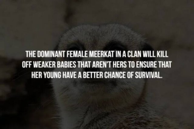 Scary Facts (32 pics)