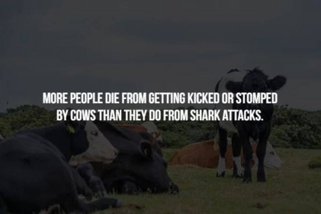 Scary Facts (32 pics)