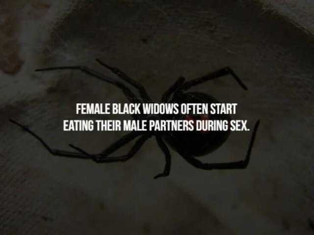 Scary Facts (32 pics)