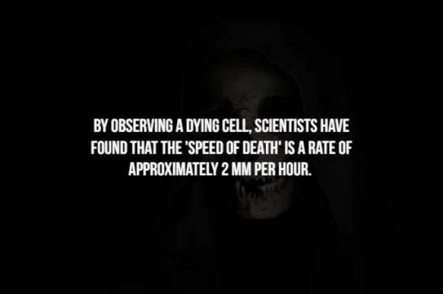 Scary Facts (32 pics)
