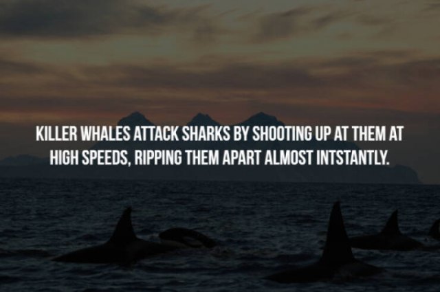 Scary Facts (32 pics)