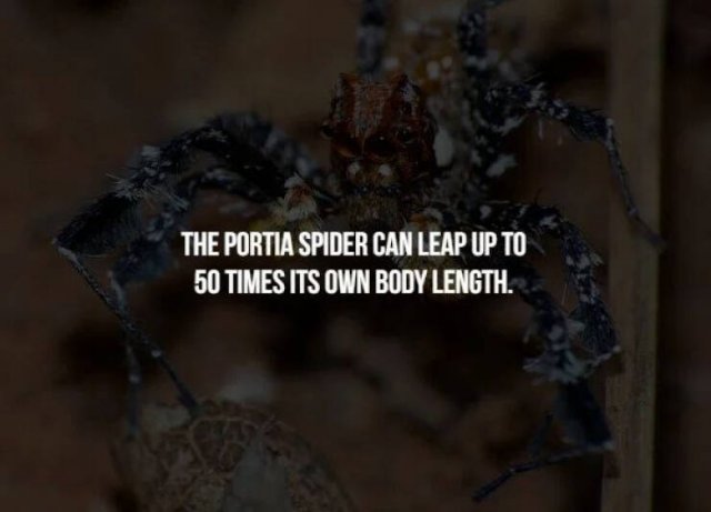 Scary Facts (32 pics)