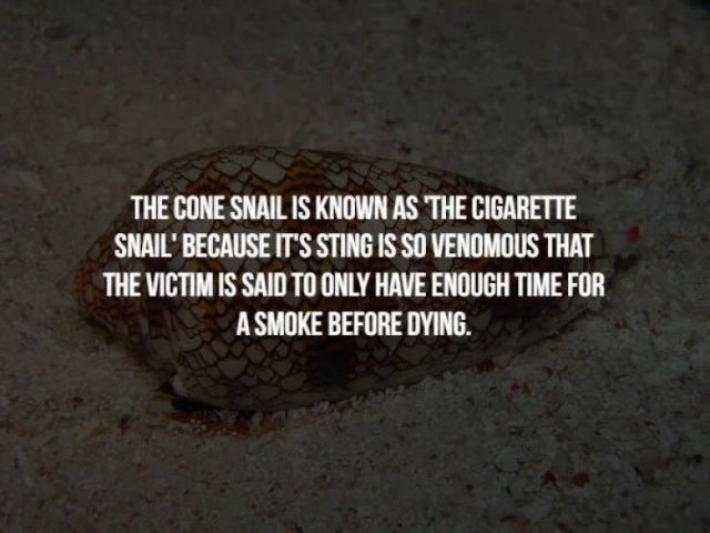 Scary Facts (32 pics)