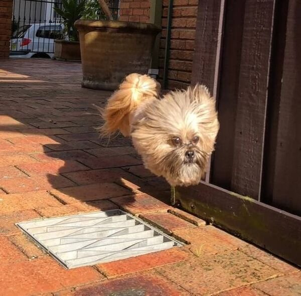 Cute Dogs (25 pics)