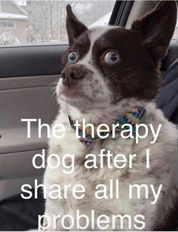 Cute Dogs (25 pics)