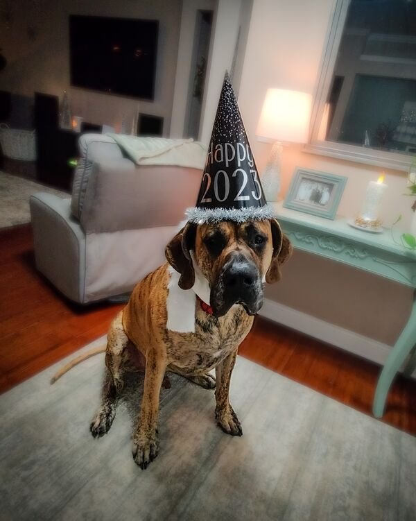 Cute Dogs (25 pics)