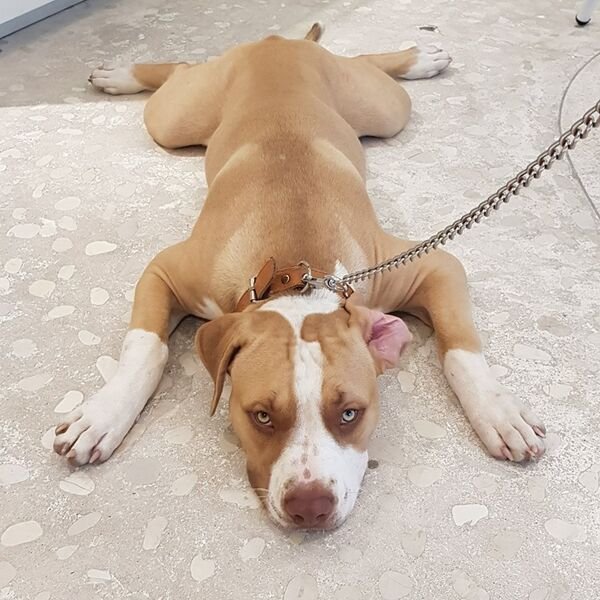 Cute Dogs (25 pics)