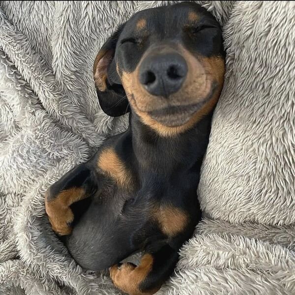 Cute Dogs (25 pics)