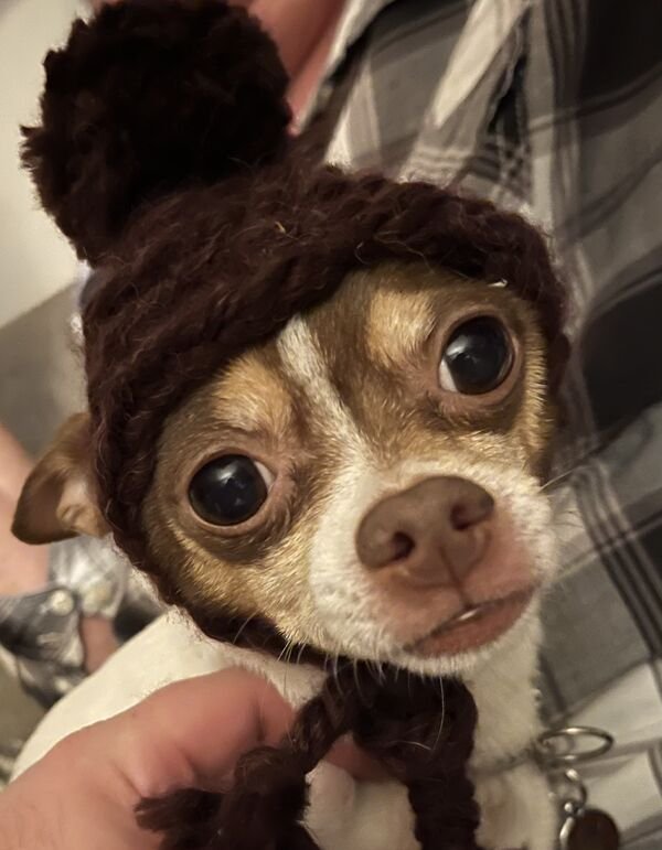 Cute Dogs (25 pics)
