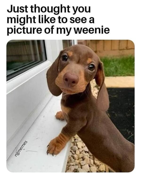 Cute Dogs (25 pics)