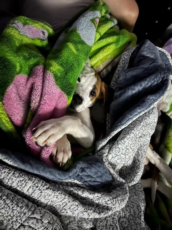 Cute Dogs (25 pics)