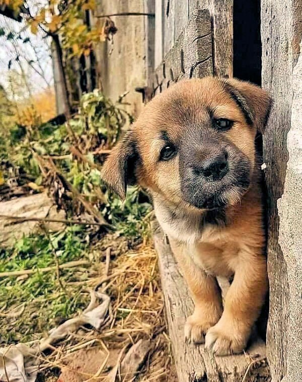 Cute Dogs (25 pics)