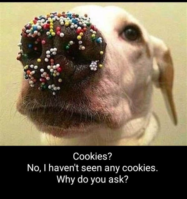 Cute Dogs (25 pics)