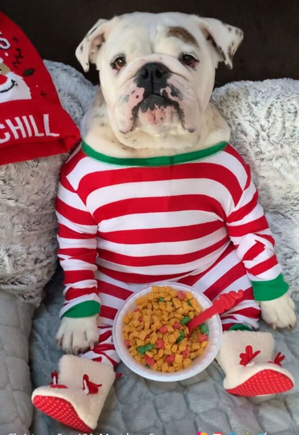 Cute Dogs (25 pics)