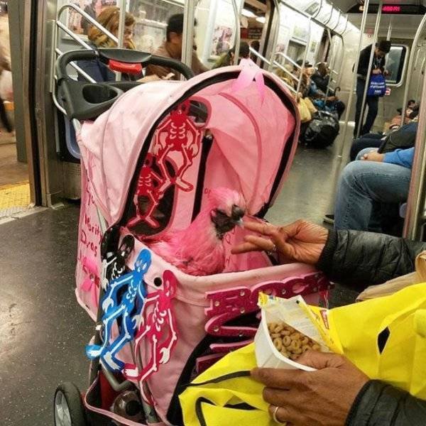 Strange People In The Subway (38 pics)