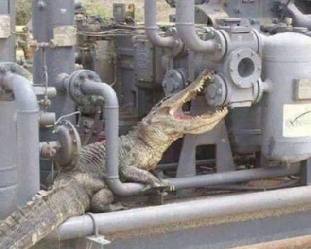 What Is Going On Here? (58 pics)