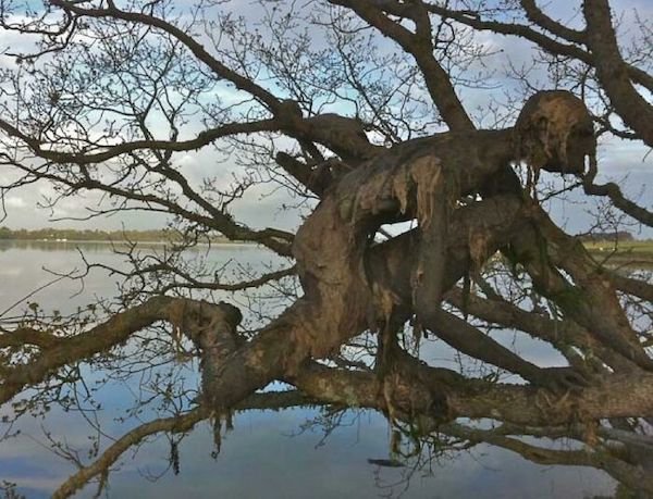 Unusual Finds In The Forest (30 pics)