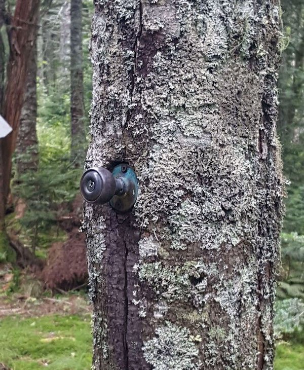 Unusual Finds In The Forest (30 pics)