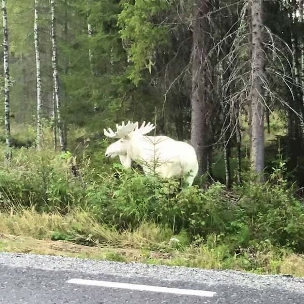 Unusual Finds In The Forest (30 pics)