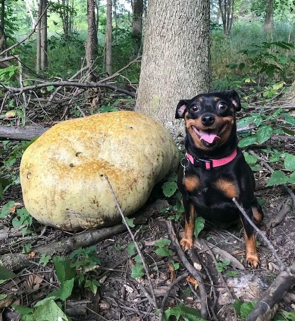 Unusual Finds In The Forest (30 pics)