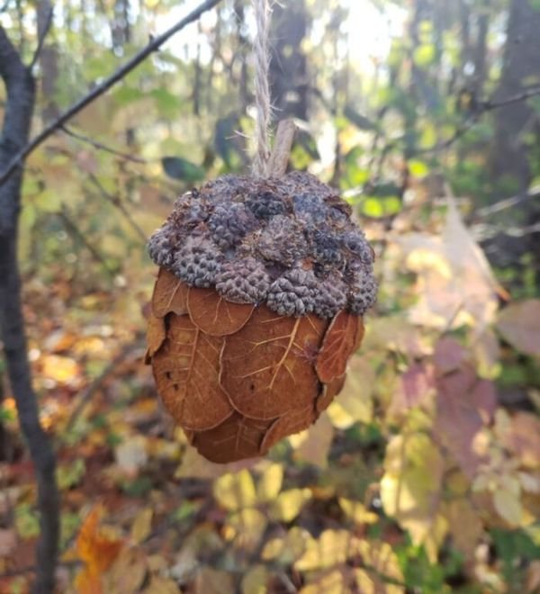 Unusual Finds In The Forest (30 pics)