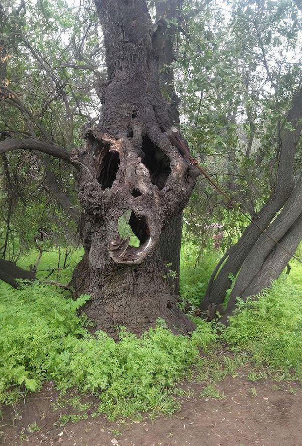 Unusual Finds In The Forest (30 pics)