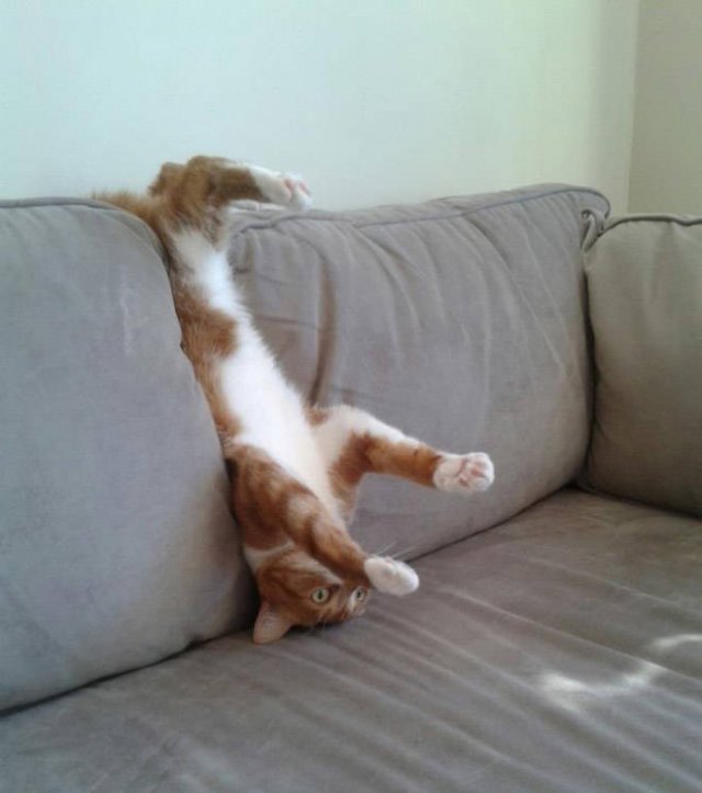 Funny Animals (21 pics)