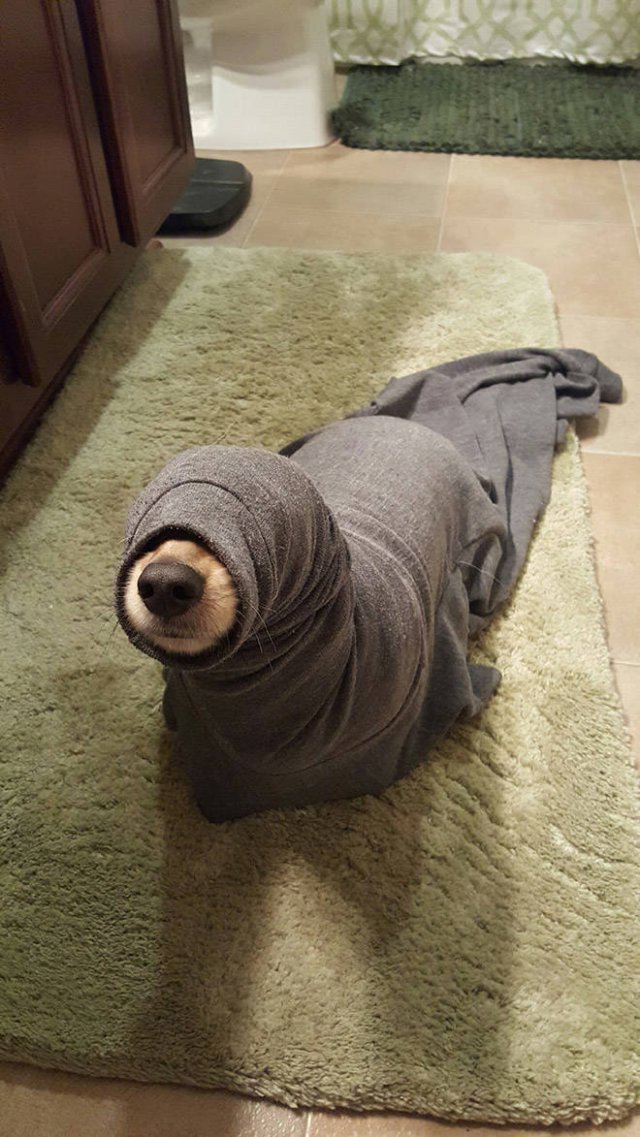 Funny Animals (21 pics)