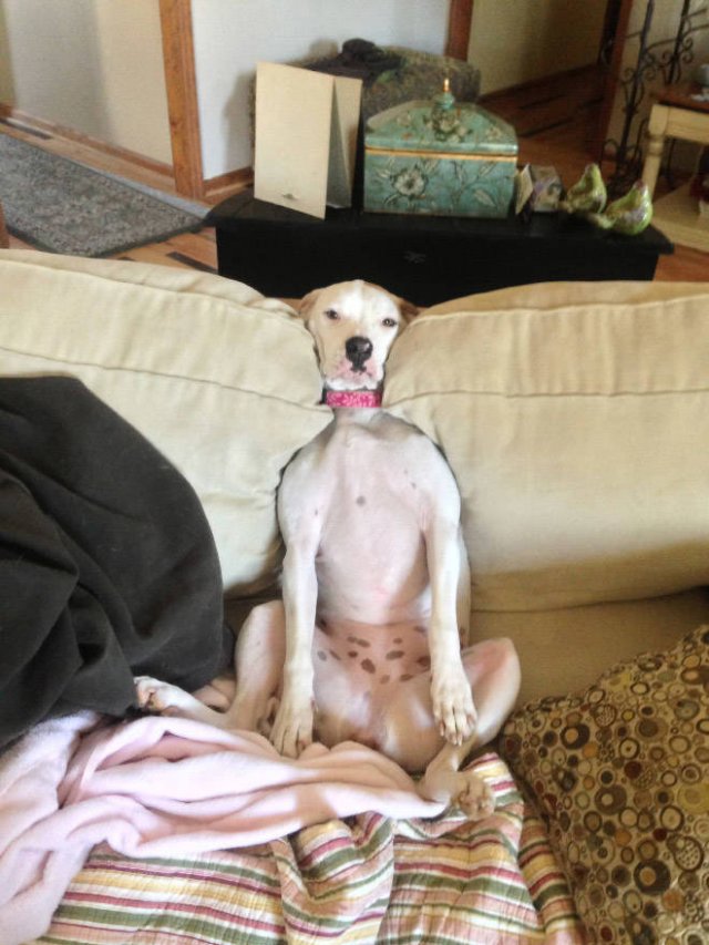 Funny Animals (21 pics)