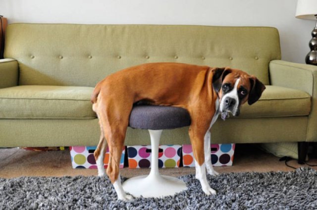 Funny Animals (21 pics)