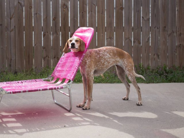 Funny Animals (21 pics)