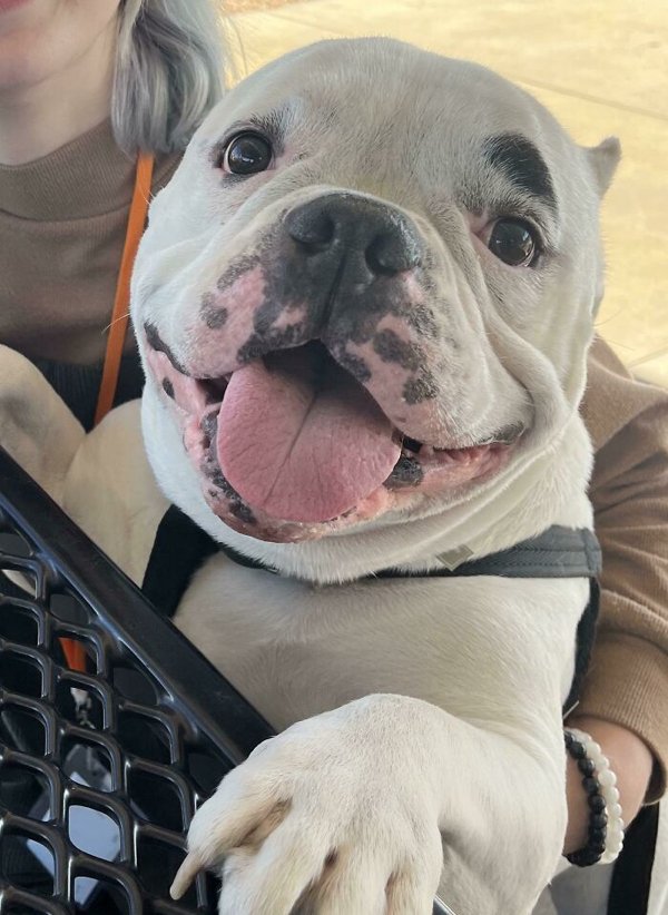 Cute Adopted Pets (30 pics)