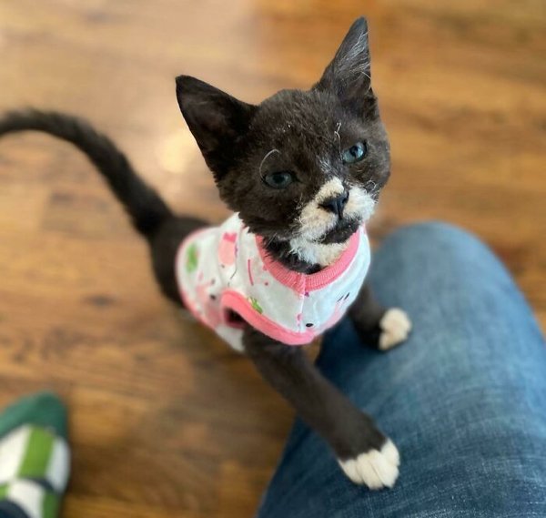 Cute Adopted Pets (30 pics)
