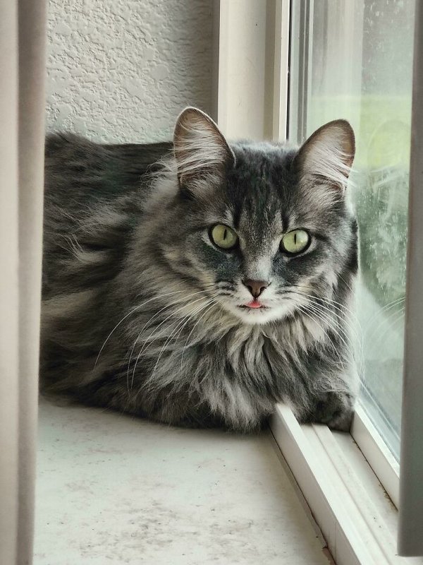 Cute Adopted Pets (30 pics)