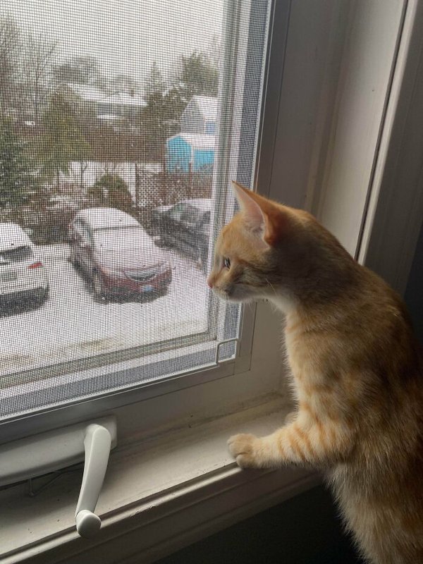 Cute Adopted Pets (30 pics)