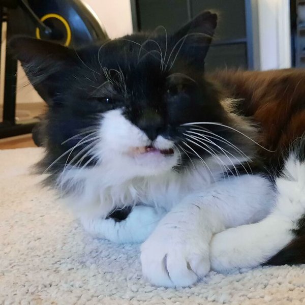 Cute Adopted Pets (30 pics)