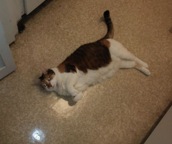 Cute Adopted Pets (30 pics)