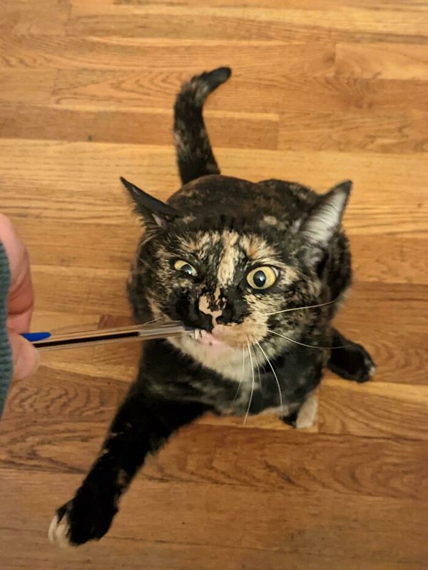 Cute Adopted Pets (30 pics)