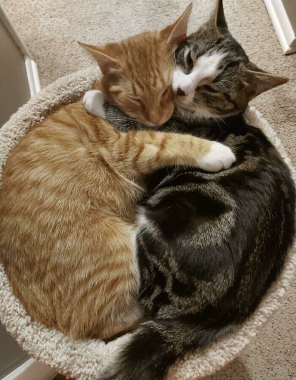 Cute Adopted Pets (30 pics)
