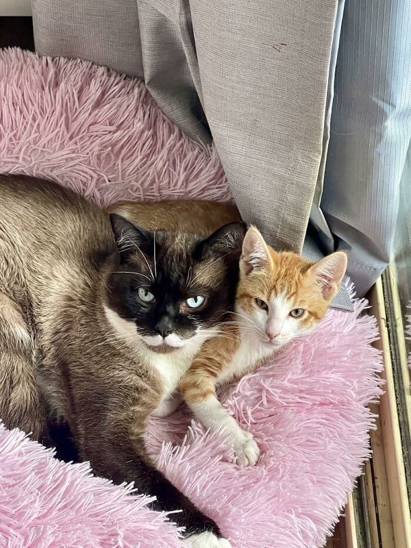 Cute Adopted Pets (30 pics)
