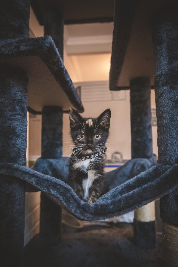 Cute Adopted Pets (30 pics)