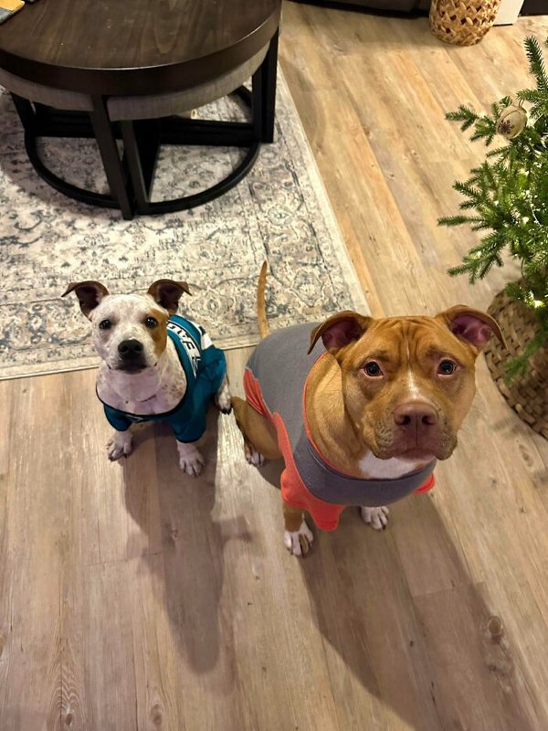 Cute Adopted Pets (30 pics)