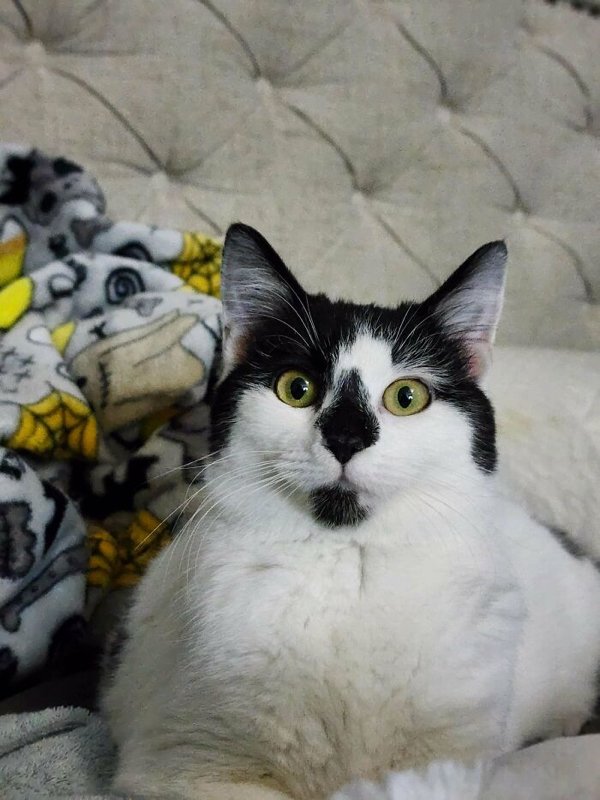 Cute Adopted Pets (30 pics)