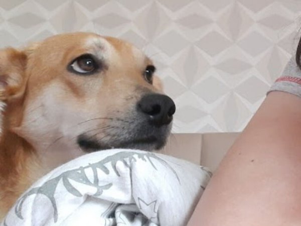 Cute Adopted Pets (30 pics)