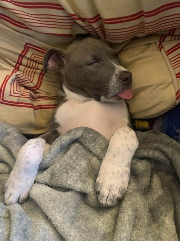 Cute Adopted Pets (30 pics)