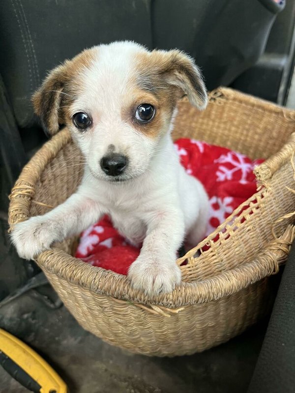 Cute Adopted Pets (30 pics)