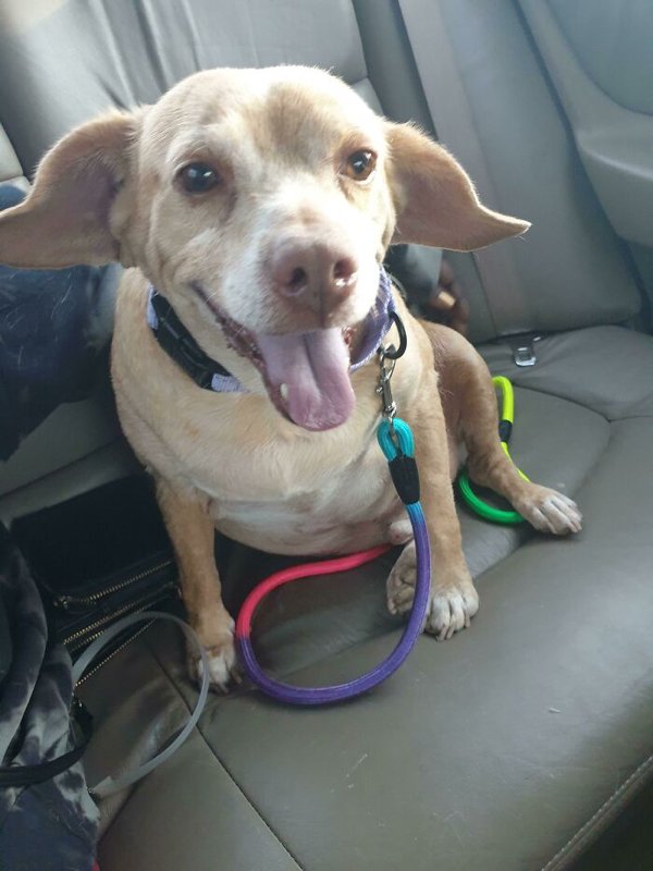 Cute Adopted Pets (30 pics)