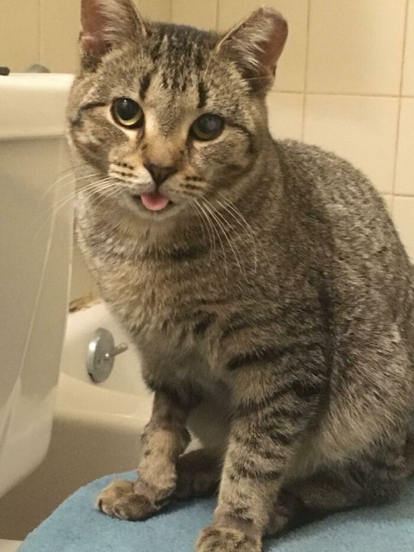 Cute Adopted Pets (30 pics)