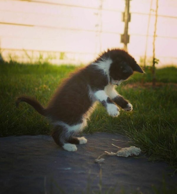 Cute Adopted Pets (30 pics)