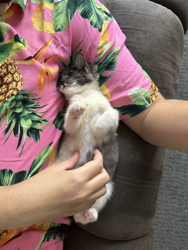 Cute Adopted Pets (30 pics)